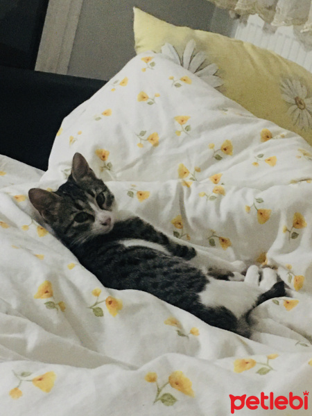 Tekir Kedi, Kedi  Sakız fotoğrafı