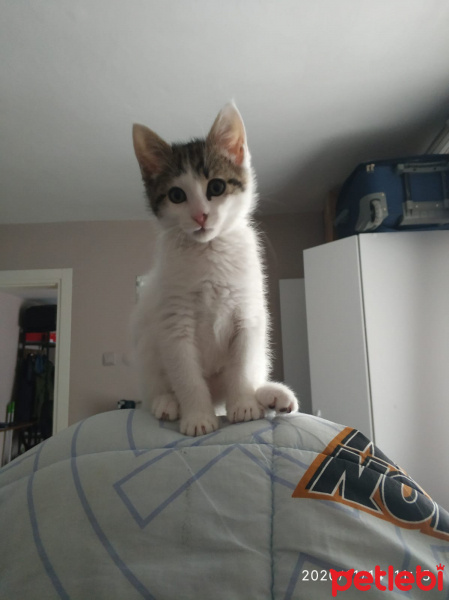 Tekir Kedi, Kedi  Kaymak fotoğrafı