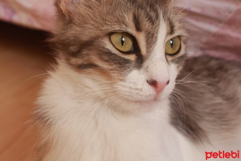 Norwegian Forest, Kedi  Gizmo fotoğrafı