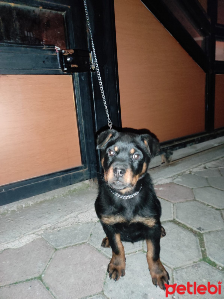 Rottweiler, Köpek  Eliza fotoğrafı