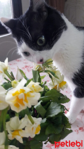 Tuxedo (Smokin) Kedi, Kedi  Tolaz fotoğrafı