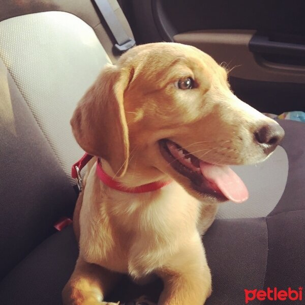 Labrador Retriever, Köpek  Arya fotoğrafı