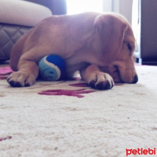 Labrador Retriever, Köpek  Arya fotoğrafı