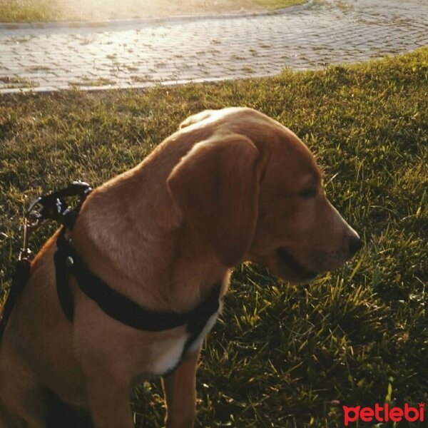 Labrador Retriever, Köpek  Arya fotoğrafı