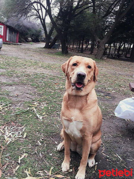 Labrador Retriever, Köpek  Arya fotoğrafı