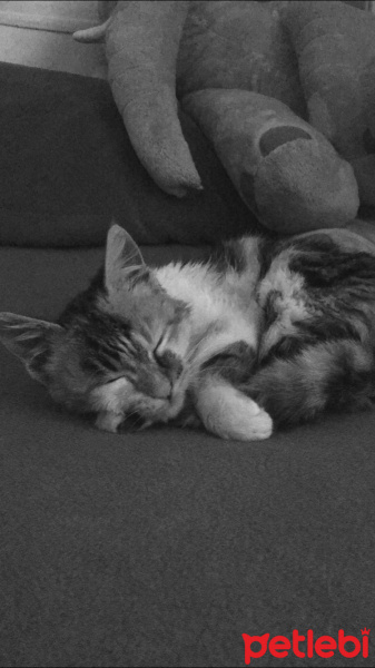 Tekir Kedi, Kedi  Lux fotoğrafı
