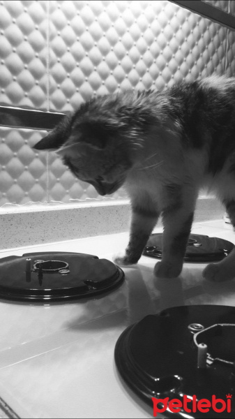 Tekir Kedi, Kedi  Lux fotoğrafı