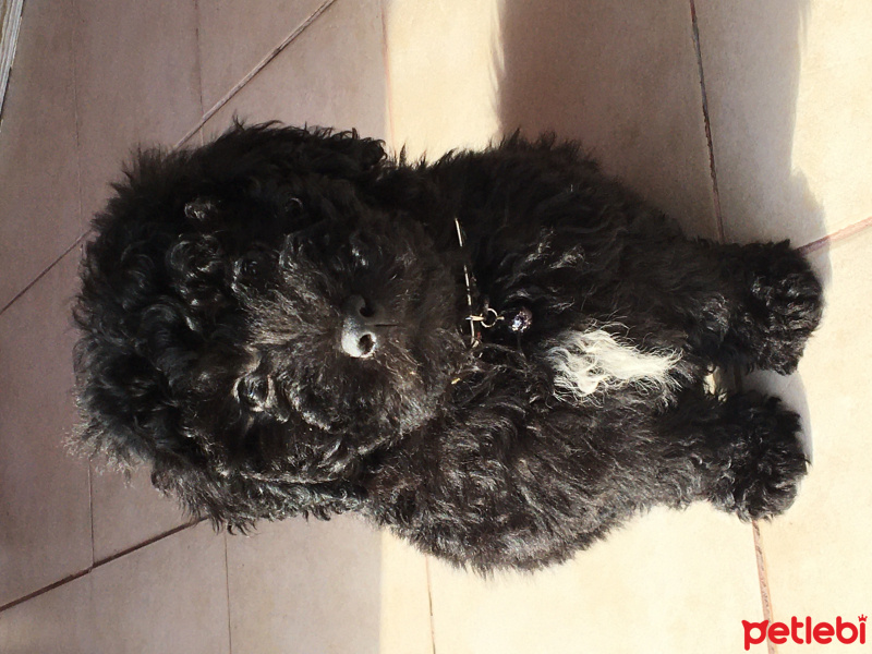 Poodle (Minyatür Kaniş), Köpek  Pickle fotoğrafı