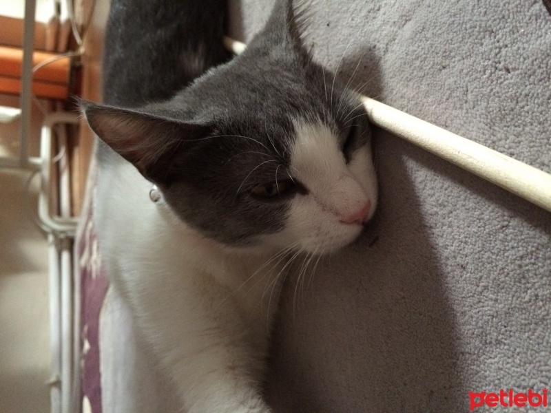 Tekir Kedi, Kedi  Mücella fotoğrafı