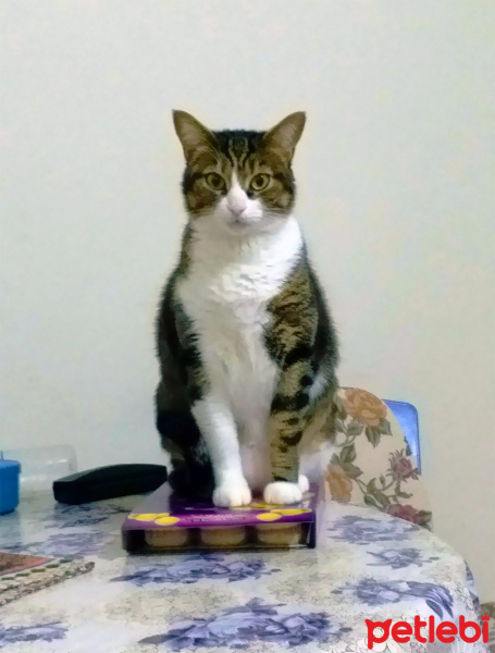 Tekir Kedi, Kedi  Juli fotoğrafı