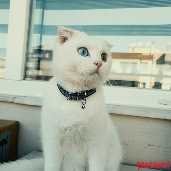 Scottish Fold, Kedi  Mavi fotoğrafı