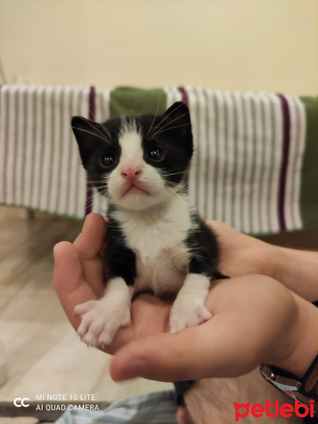 Tuxedo (Smokin) Kedi, Kedi  Pati fotoğrafı