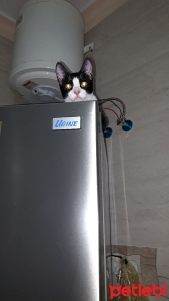 Tuxedo (Smokin) Kedi, Kedi  Pati fotoğrafı