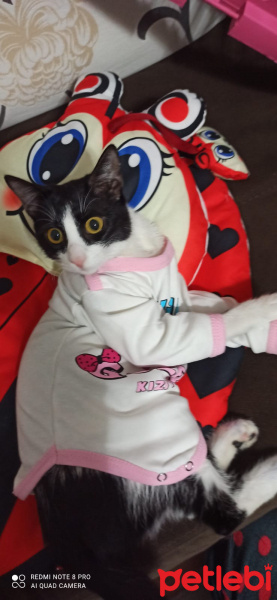 Tekir Kedi, Kedi  Oreo fotoğrafı