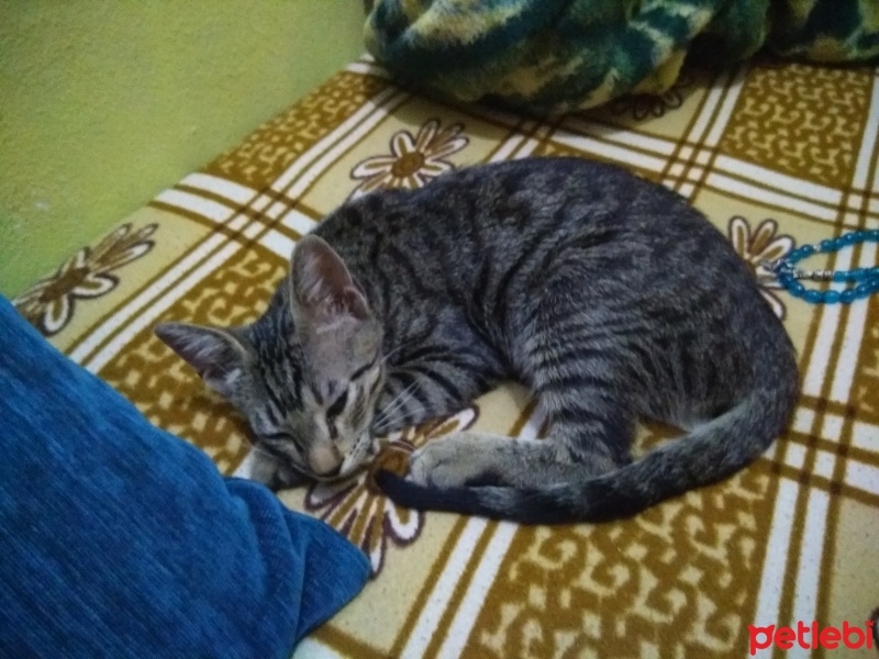 Tekir Kedi, Kedi  Tekir bengâl fotoğrafı