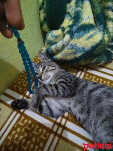 Tekir Kedi, Kedi  Tekir bengâl fotoğrafı