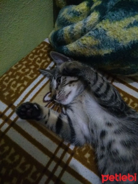 Tekir Kedi, Kedi  Tekir bengâl fotoğrafı