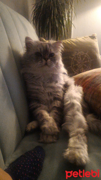 Chinchilla, Kedi  Hermes fotoğrafı