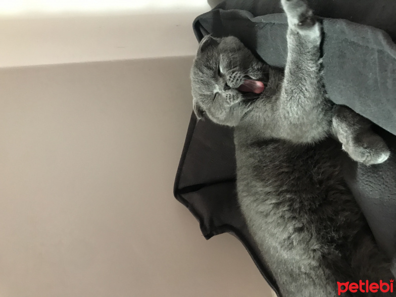 Scottish Fold, Kedi  Melo fotoğrafı