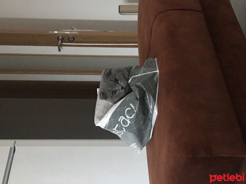 Scottish Fold, Kedi  Melo fotoğrafı