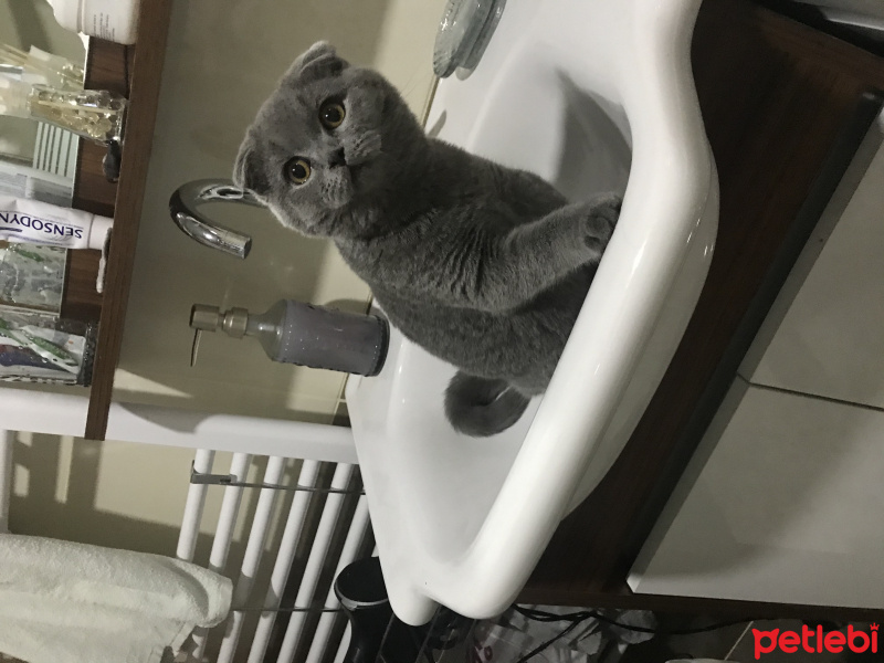 Scottish Fold, Kedi  Melo fotoğrafı