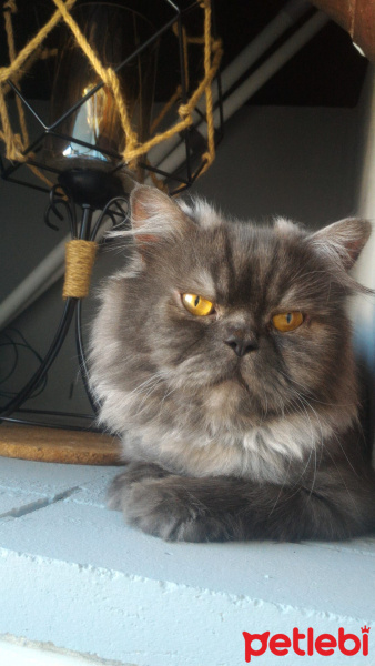 Chinchilla, Kedi  Gama fotoğrafı