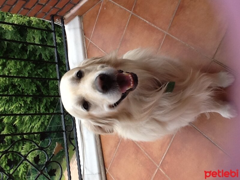 Golden Retriever, Köpek  Dinozzo fotoğrafı