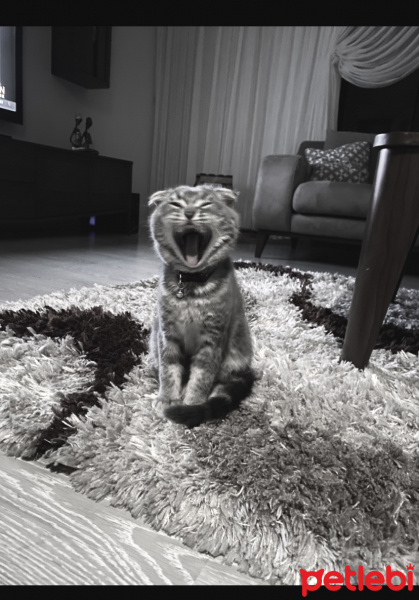 Scottish Fold, Kedi  Simba fotoğrafı