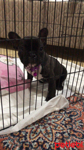 Fransız Bulldog, Köpek  Fransız bulldog fotoğrafı