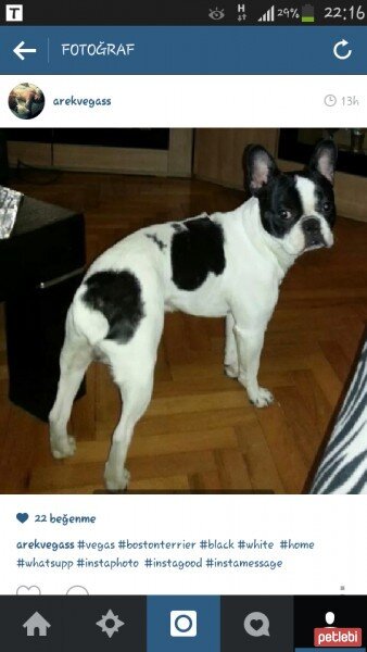 Boston Terrier, Köpek  vegas fotoğrafı