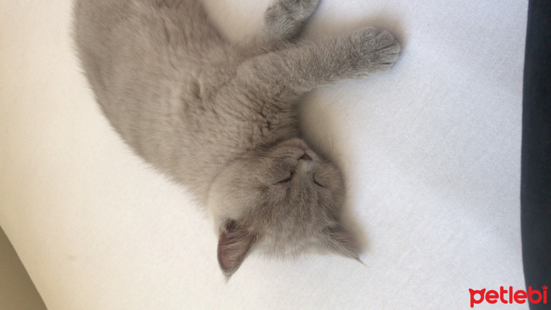 British Shorthair, Kedi  Çakıl fotoğrafı