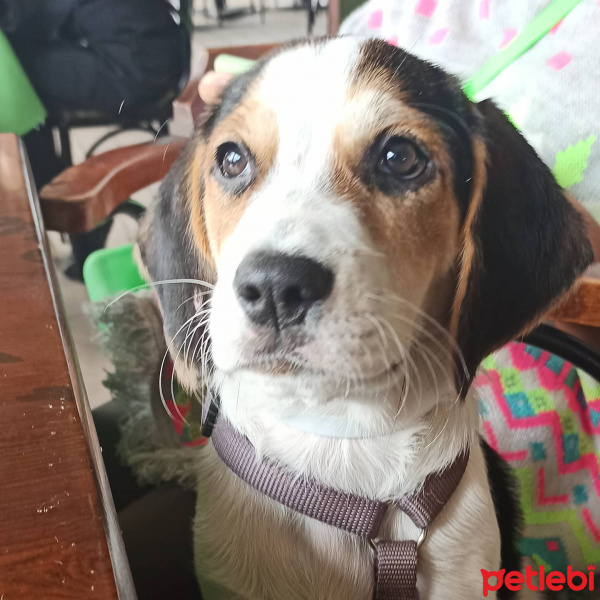 Beagle, Köpek  Kiraz fotoğrafı