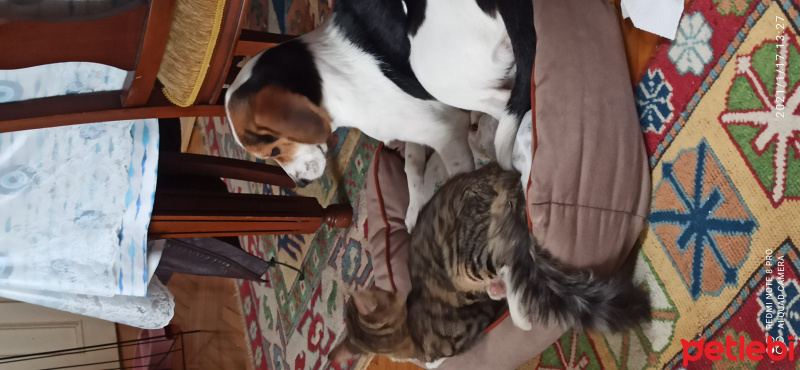 Beagle, Köpek  Kiraz fotoğrafı