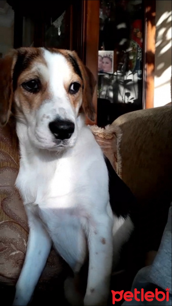 Beagle, Köpek  Kiraz fotoğrafı