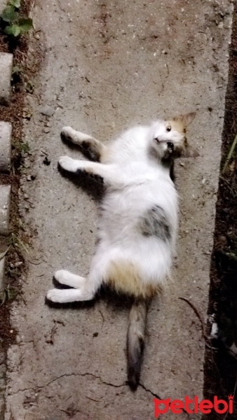 Tekir Kedi, Kedi  Tilki fotoğrafı