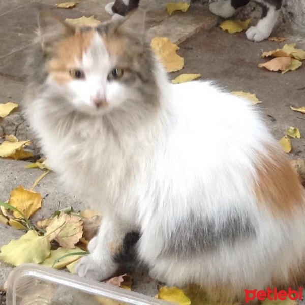 Tekir Kedi, Kedi  Tilki fotoğrafı