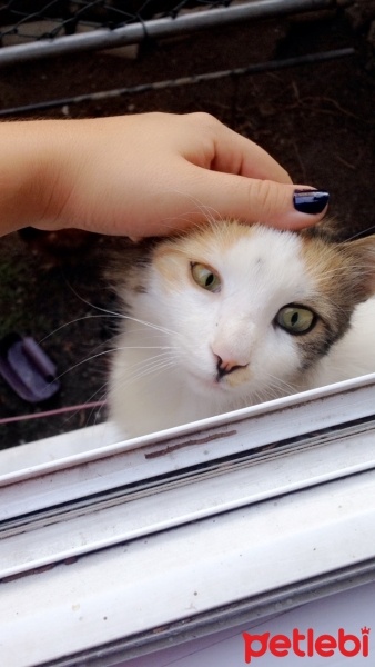 Tekir Kedi, Kedi  Tilki fotoğrafı