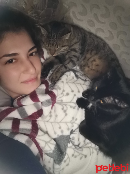 Tekir Kedi, Kedi  Duman fotoğrafı