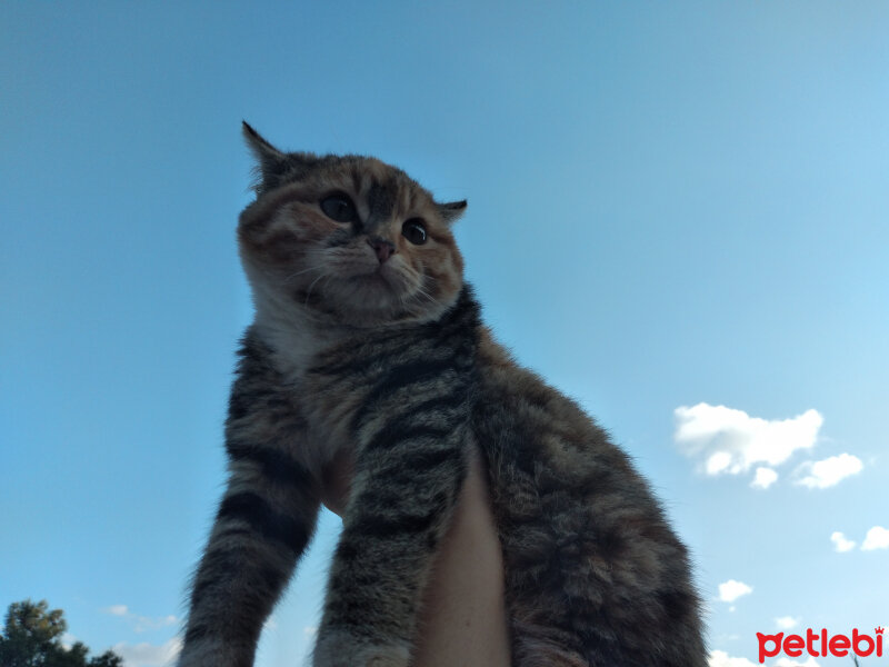 Tekir Kedi, Kedi  Mırmır fotoğrafı