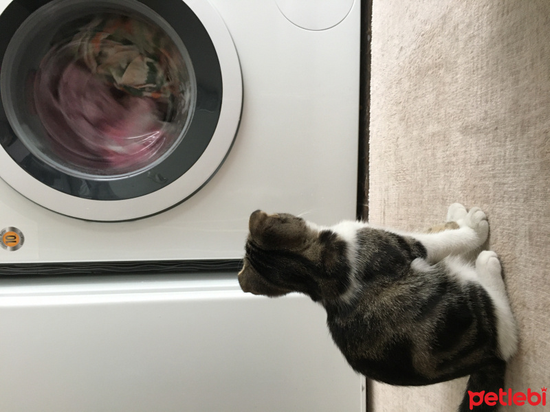 Scottish Fold, Kedi  Bihter fotoğrafı