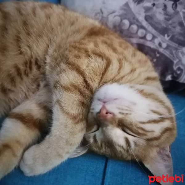 Sarman, Kedi  Tarcin fotoğrafı