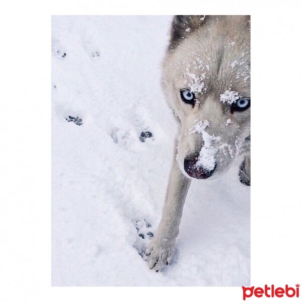 Sibirya Kurdu (Husky), Köpek  Pamuk fotoğrafı