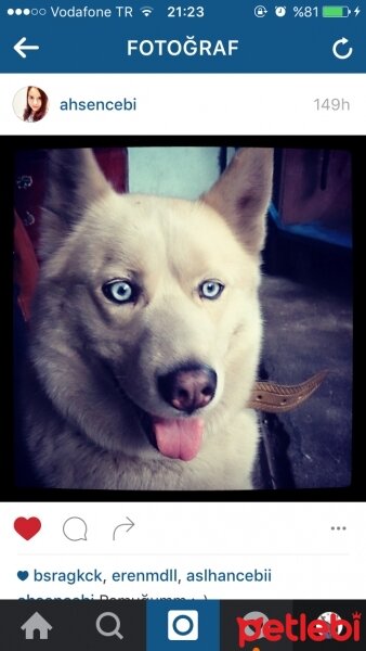 Sibirya Kurdu (Husky), Köpek  Pamuk fotoğrafı