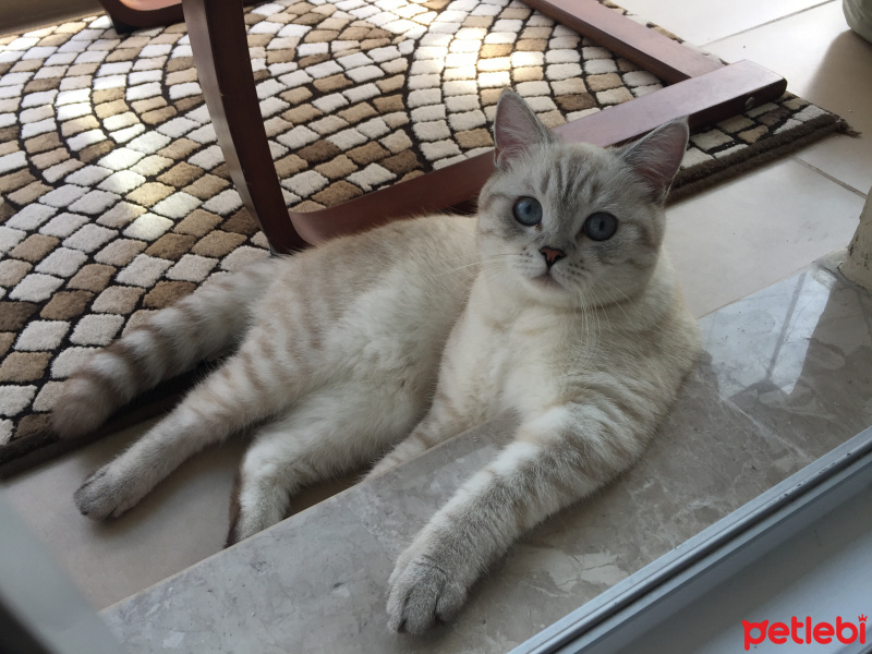 British Shorthair, Kedi  Suzi fotoğrafı