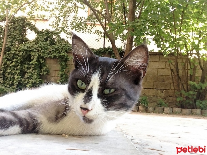 Tekir Kedi, Kedi  Beşiktaş fotoğrafı
