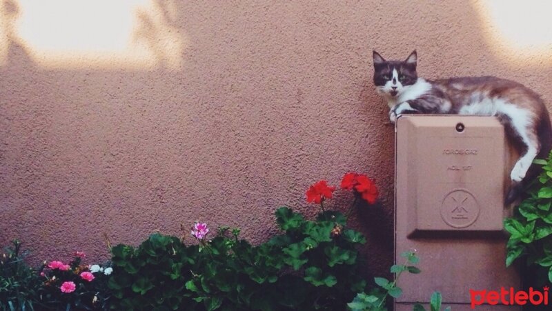 Tekir Kedi, Kedi  Beşiktaş fotoğrafı