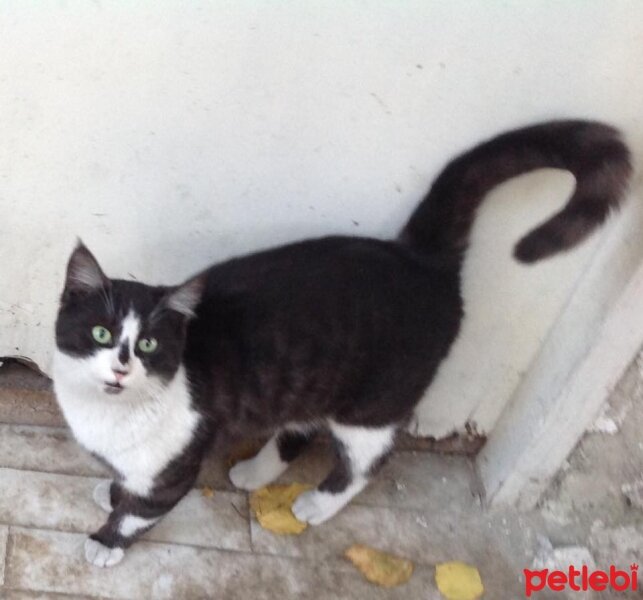 Tekir Kedi, Kedi  Beşiktaş fotoğrafı