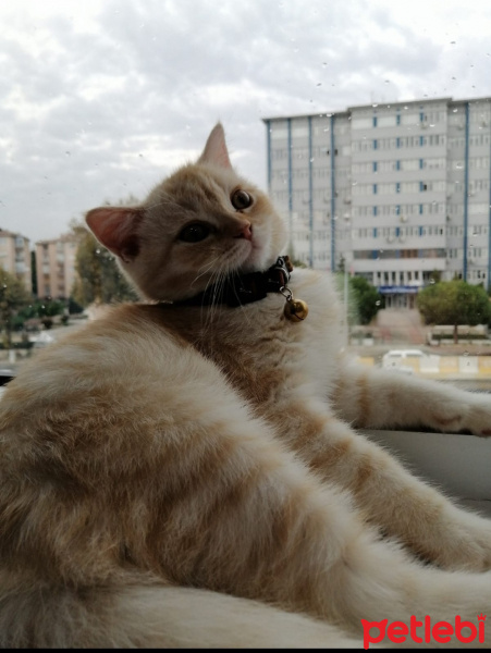 British Shorthair, Kedi  Simba fotoğrafı