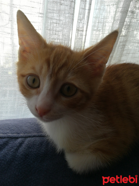 Sarman, Kedi  Simba fotoğrafı