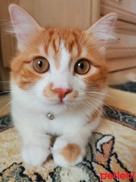 Sarman, Kedi  Sütlü fotoğrafı